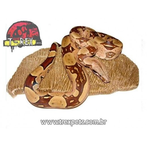 Pedra Aquecida cobra