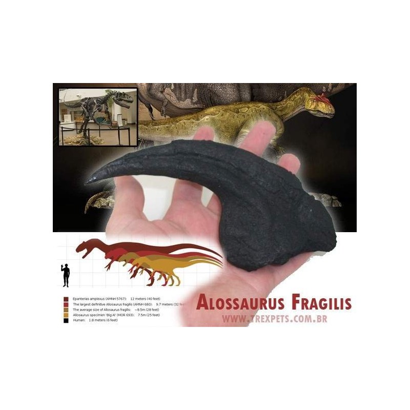 Garra Allosaurus fragilis 