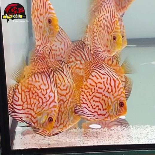 comprar peixes