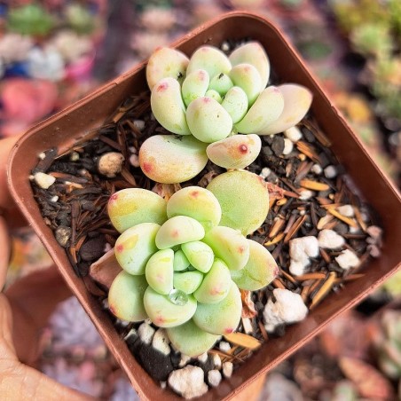 muda de sedum clavatum