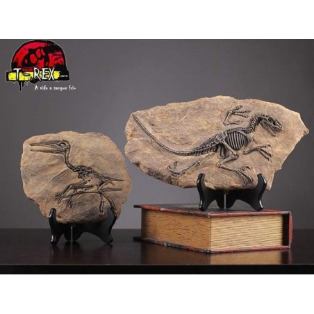 Fóssil Dinossauro - Jurassic Park - Réplica Dinossauro