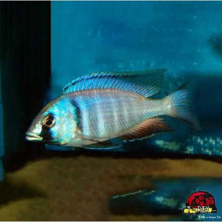HAPLOCHROMIS DEEP WATER