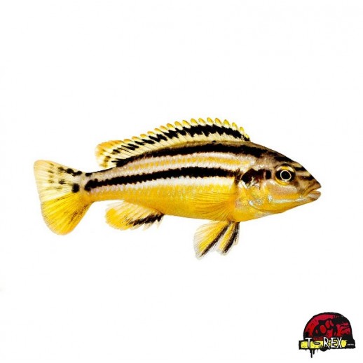 MELANOCHROMIS AURATUS