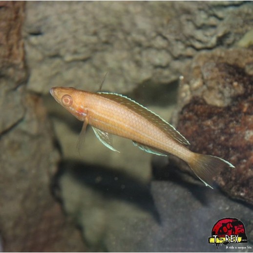 PARACIPRICHROMIS NIGRIPINNIS BLUE NEON ALBINO