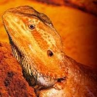 Aquecimento e Iluminação para Pogona - Produtos de Qualidade | T-rexpets
