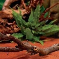Tocas e Esconderijos para Pogona - Proporcione Segurança e Conforto