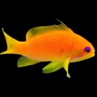 Anthias & Hawks