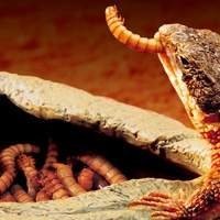 Compre Comedouro e Bebedouro para Jabuti | Alimentação Saudável e Conforto