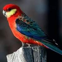 Aves Ring Neck, Roselas, Neophemas, Kakarikis, Loris e Outras - Compre Agora na Nossa Loja Online!