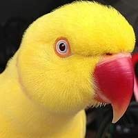 Ring Necks - Onde Comprar?