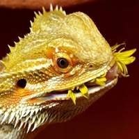 Kit Completo para Pogona - Tudo que seu dragão barbudo precisa